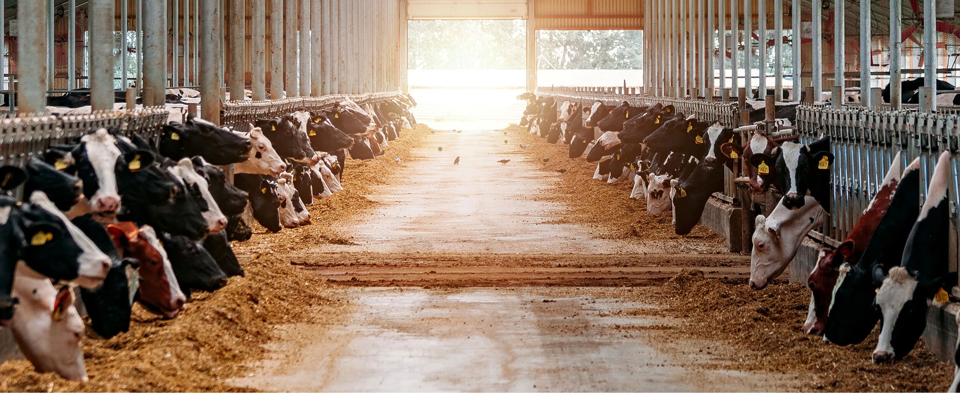 Visscher Holland header