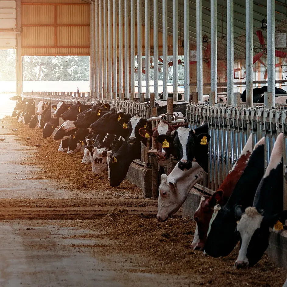 Visscher Holland thumb