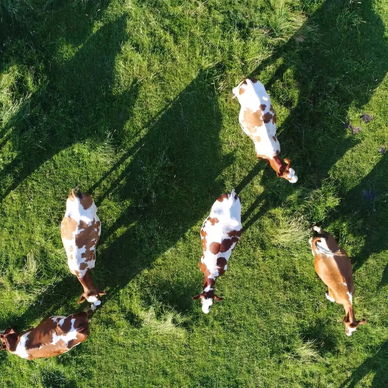 Visscher Holland koeien in de wei